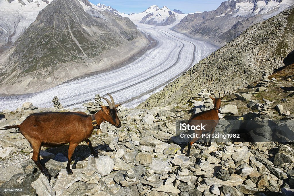 Mountain goat auf einem Hintergrund des glacier aletchs - Lizenzfrei Alpen Stock-Foto