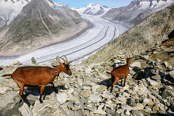 cabra da montanha em um fundo do glaciar aletchs - crevesse imagens e fotografias de stock