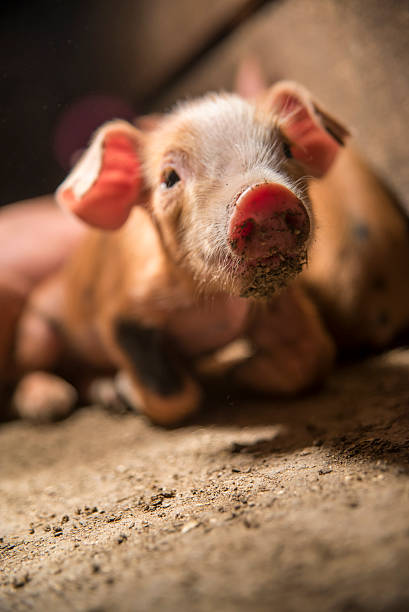 istock Little baby pig 482463083