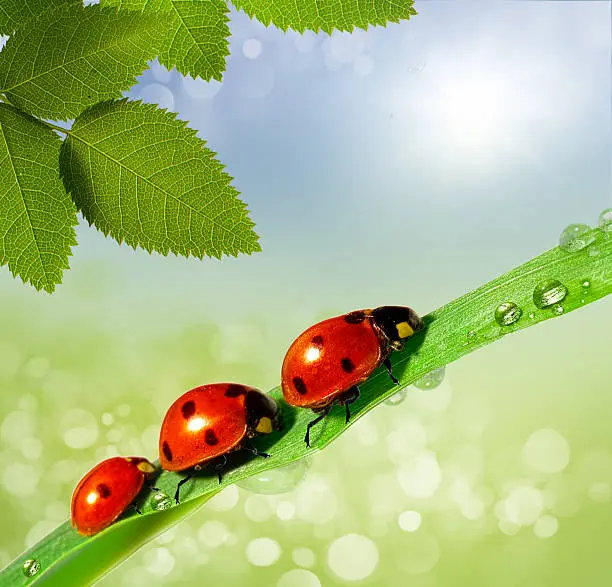 Photo of ladybug on grass