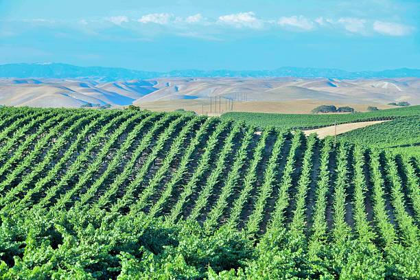 istock California Vineyard Wine Country 482463294