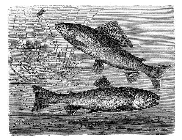 ilustraciones, imágenes clip art, dibujos animados e iconos de stock de anticuario ilustración de grayling (thymallus thymallus) y char (salmo salvelinus) - speckled trout illustrations