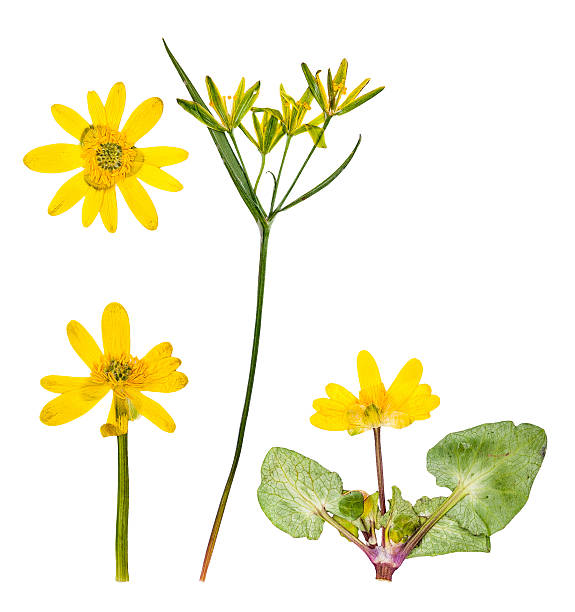 istock Set of wild spring flowers pressed, isolated 482463411