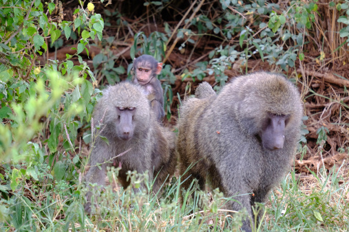 Baby baboon riding on mothers back