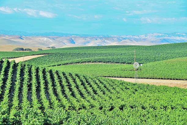 istock California Vinyard Wine Country 482463874