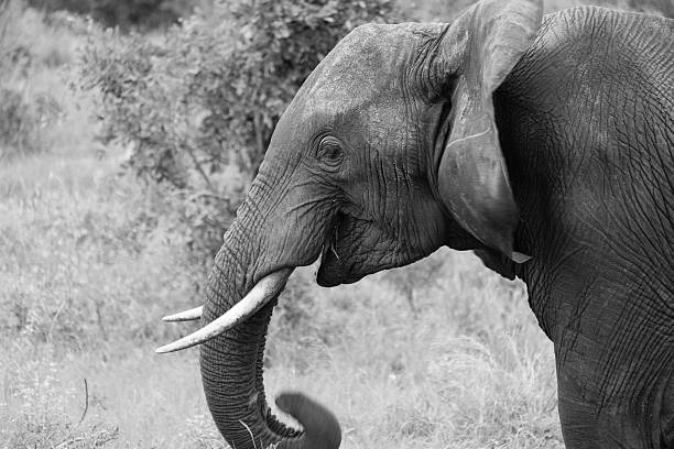 istock Grazing Male African Elephant in Black and White, Smiling 482464107