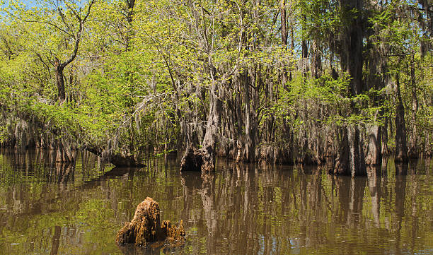 istock Trees in the Swamp 482464244