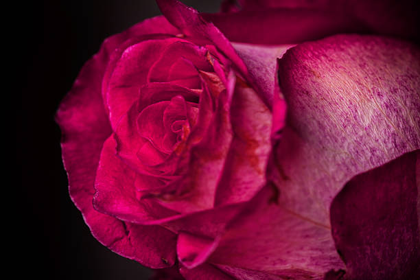 istock beautiful close up red rose 482464307