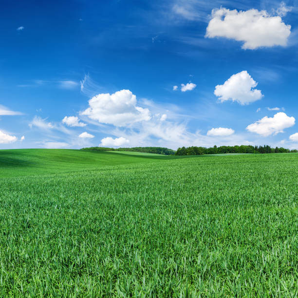 istock Square spring landscape XXXXL - meadow, blue sky 482464409