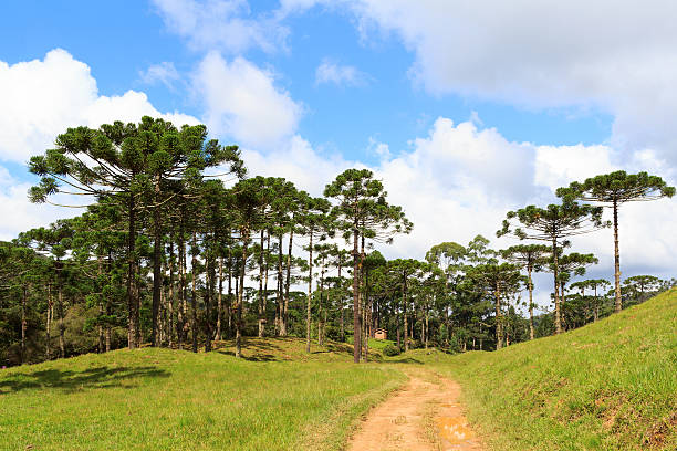 Araucaria angustifolia ( Brazilian pine) forest, Brazil stock photo