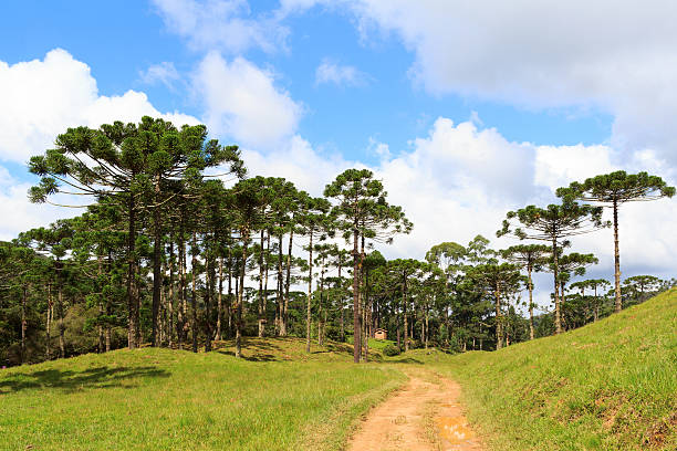 Araucaria angustifolia ( Brazilian pine) forest, Brazil Landscape with Araucaria angustifolia ( Brazilian pine), road and clouds background, Brazil. Selective focus rio parana stock pictures, royalty-free photos & images