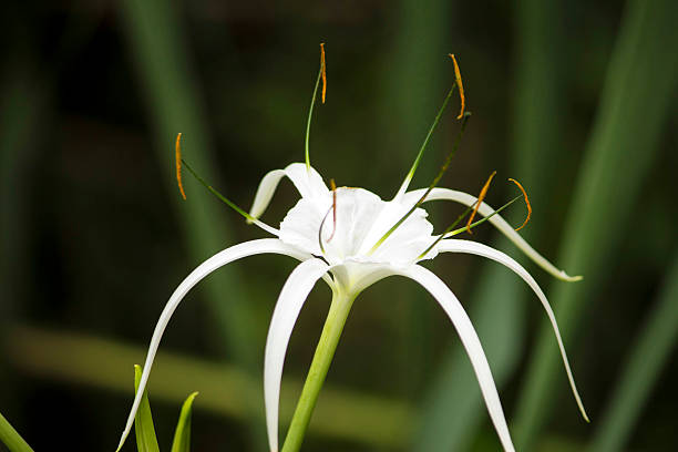 istock White lily like flower, Spider lily 482464736
