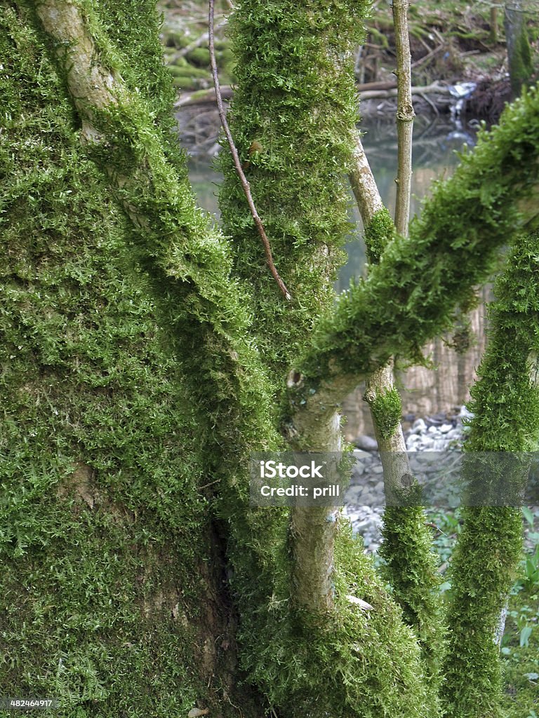 mossy Filialen - Lizenzfrei Ast - Pflanzenbestandteil Stock-Foto