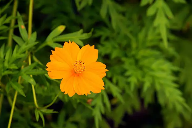 Photo of Orenage cosmos flower