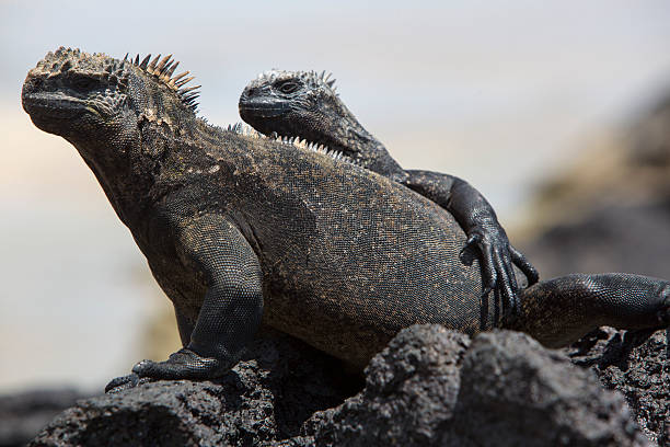 istock Marine iguana in the Galapagos islands 482465056