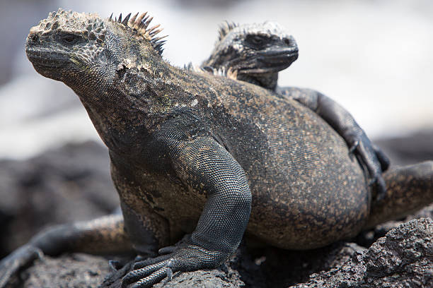 istock Marine iguana in the Galapagos islands 482465060