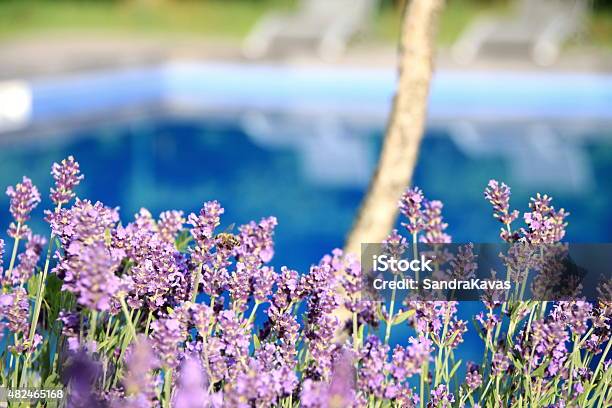 Bee On Lavender Stock Photo - Download Image Now - 2015, Animal, Beauty In Nature