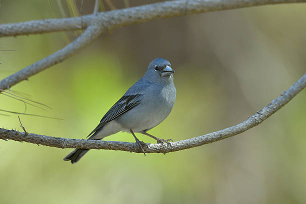 istock Blue Chaffinch (Fringilla teydea) in natural habitat 482465171