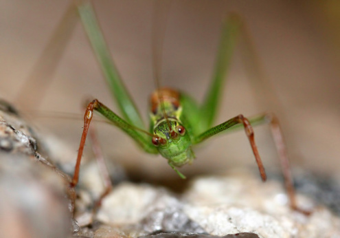 Close-up of a small grasshopper in Norwegian nature, being annoyd by the photographer