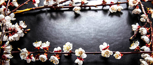 istock Branch of blossoming almond flower 482465450