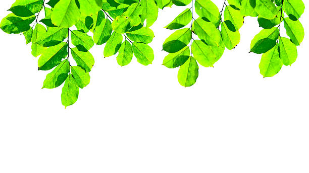 istock Green leaves isolated on white background 482465954