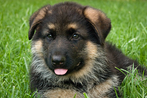 istock German Shepherd Puppy Sticking out Tongue 482466015