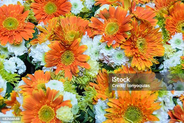 Orange Daisies Stock Photo - Download Image Now - 2015, Botany, Cut Out