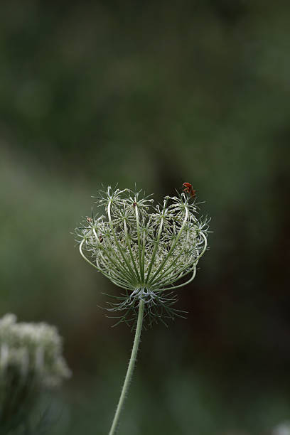 Queen Anne's Lace,  Daucus carota, and Red Soldier Beetle, Rhago Queen Anne's Lace,  Daucus carota, and Red Soldier Beetle, Rhagonycha fulva.  rhagonycha fulva stock pictures, royalty-free photos & images