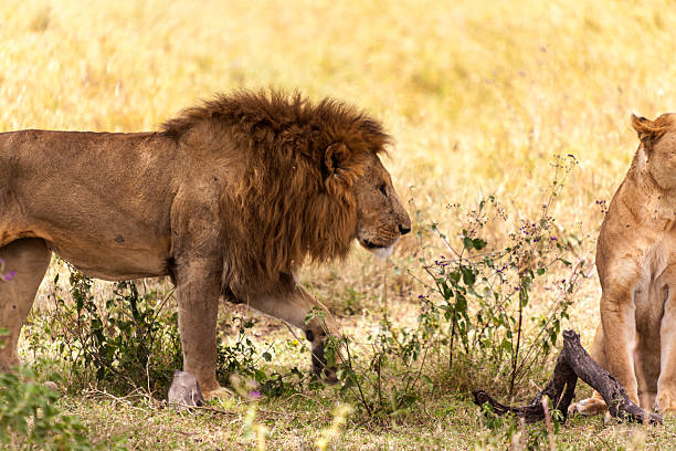 istock Lions In Africa 482466734