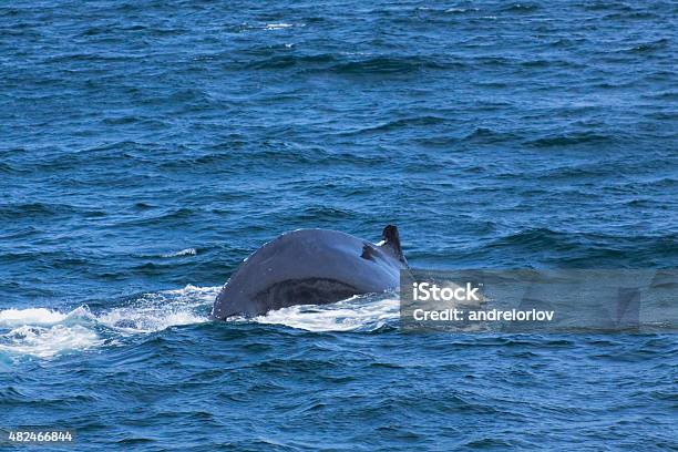 Whale Watching Stock Photo - Download Image Now - 2015, Animal, Animal Fin