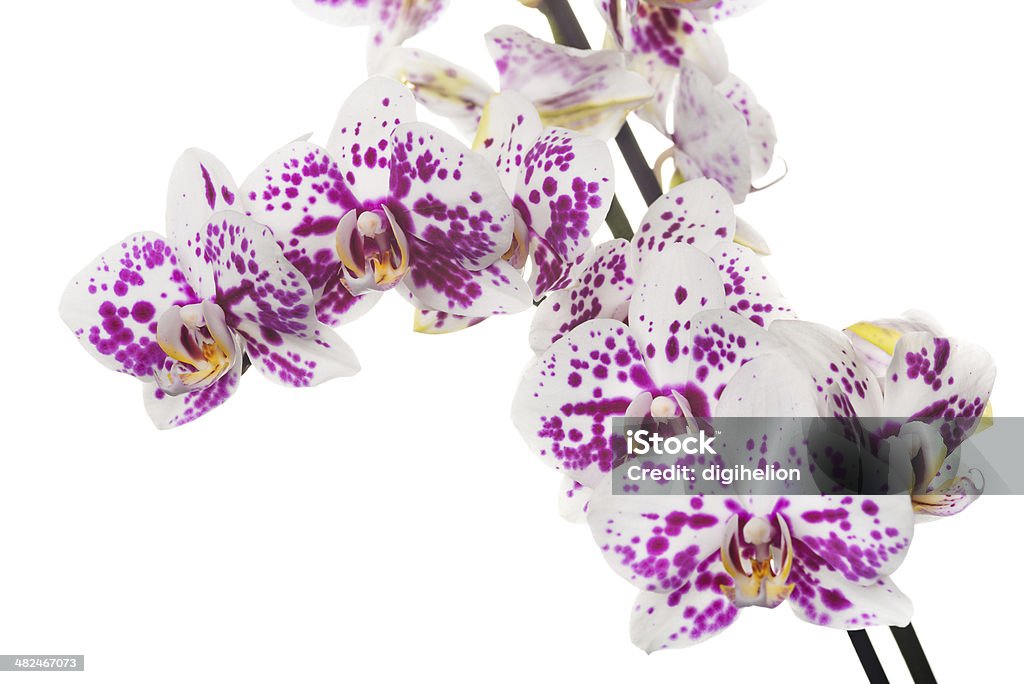 Красивая орхидея на белом (XXXL) - Стоковые фото Без людей роялти-фри