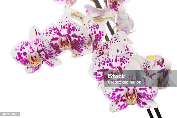 Красивая Орхидея На Белом — стоковые фотографии и другие картинки Без людей - Без людей, Белый, Белый фон