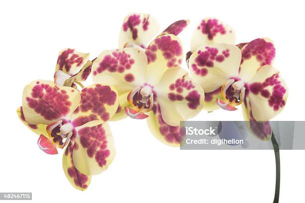 Bellissima Orchidea Su Bianco - Fotografie stock e altre immagini di Bellezza naturale - Bellezza naturale, Capolino, Close-up