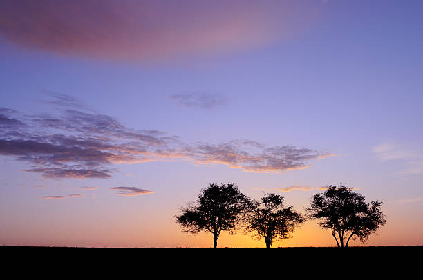 istock Purple Glow of Sunrise With Trees 482467177