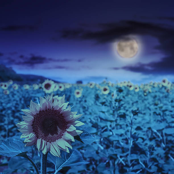 istock sunflower yellow head on a blur sky background at night 482467417