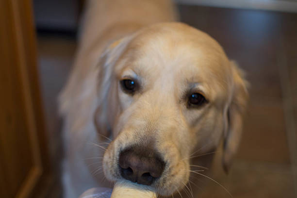 istock Golden Retriever Dog Playing 482467448