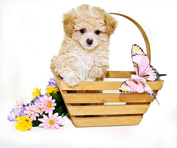 istock Toy Poodle Puppy with Butterfly 482467507