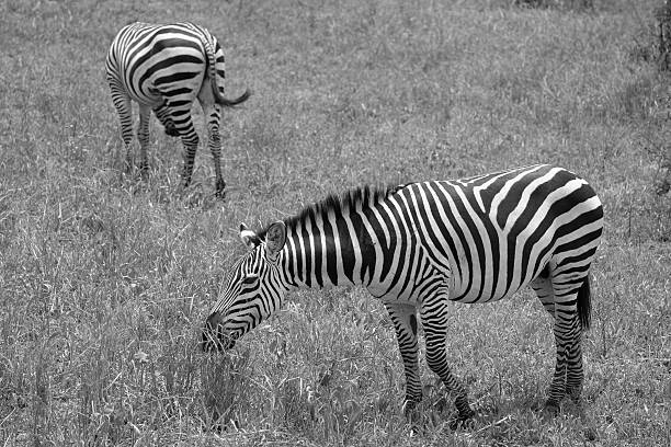 istock Two Zebras in Black and White grazing 482467551