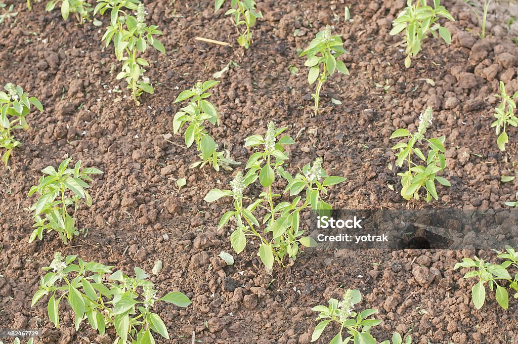 Limão Manjericão - Royalty-free Agricultura Foto de stock