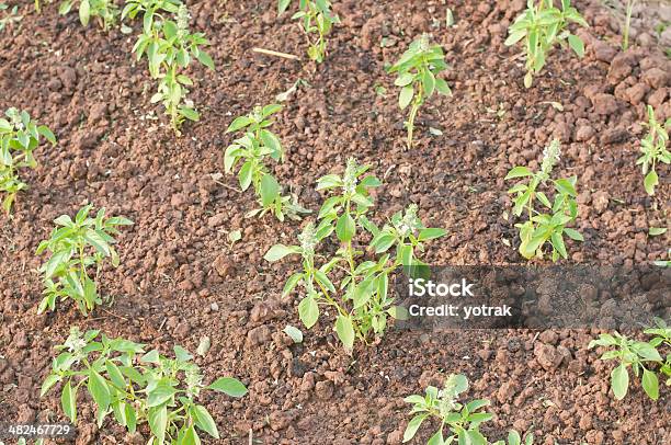 Limão Manjericão - Fotografias de stock e mais imagens de Agricultura - Agricultura, Ao Ar Livre, Botânica - Ciência de plantas