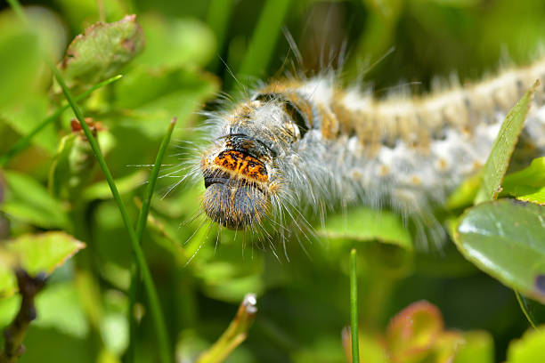 istock Close-up of a large white butterfly caterpillar. 482468267