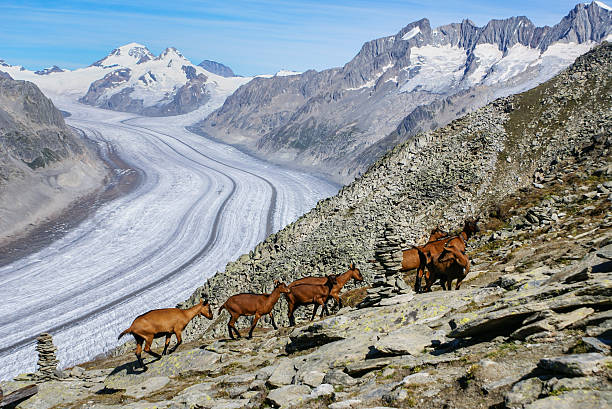 cabra da montanha em um fundo do glaciar aletchs - crevesse imagens e fotografias de stock
