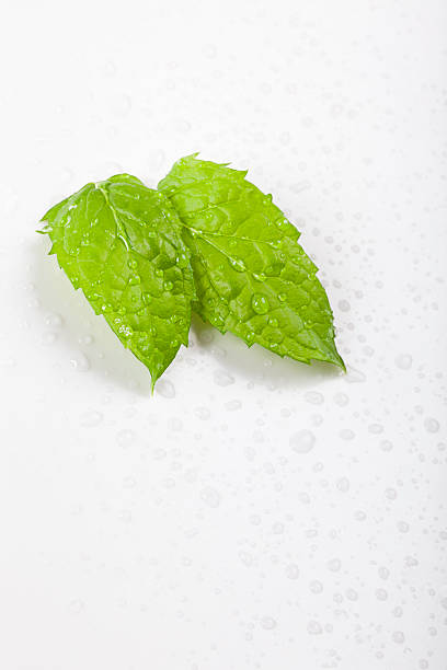 wet menta fresca - mint peppermint water leaf foto e immagini stock