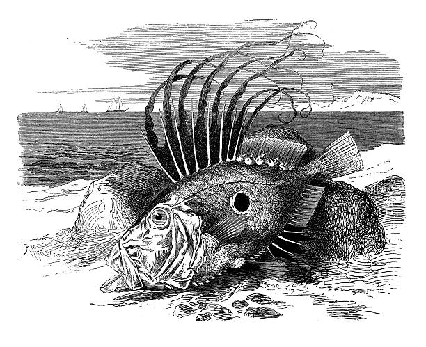 ilustrações de stock, clip art, desenhos animados e ícones de antiguidade ilustração de john dory ou peter de peixe (zeus faber) - dory