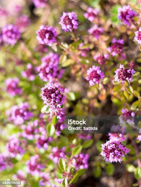 Tomilho Florestimo Sp - Fotografias de stock e mais imagens de Botânica - Ciência de plantas - Botânica - Ciência de plantas, Camellia sinensis, Chá - Colheita