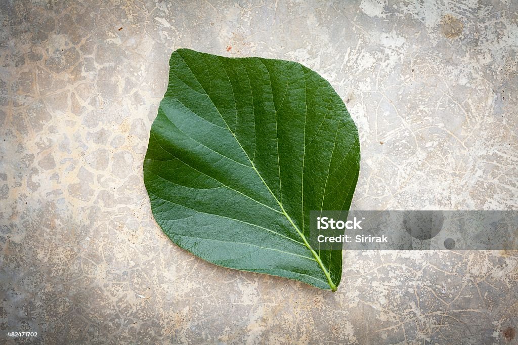 Green leaves on cement floor 2015 Stock Photo