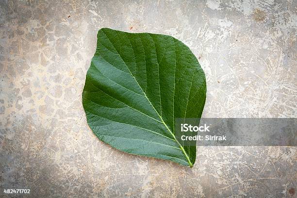 Green Leaves On Cement Floor Stock Photo - Download Image Now - 2015, Botany, Cement