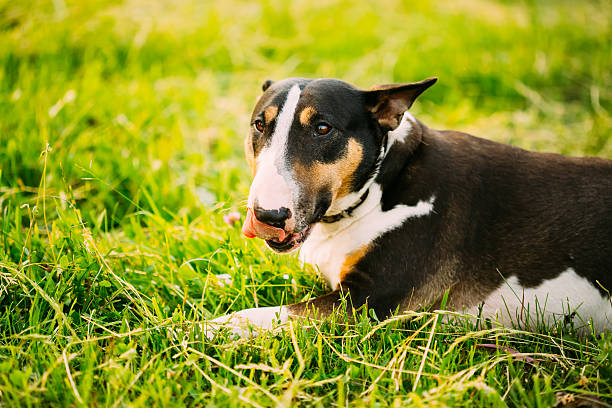 istock Close Pets Bull Terrier Dog Portrait At Green Grass 482472564