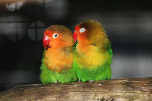 Closeup beautiful King Parrot, background with copy space, full frame horizontal composition