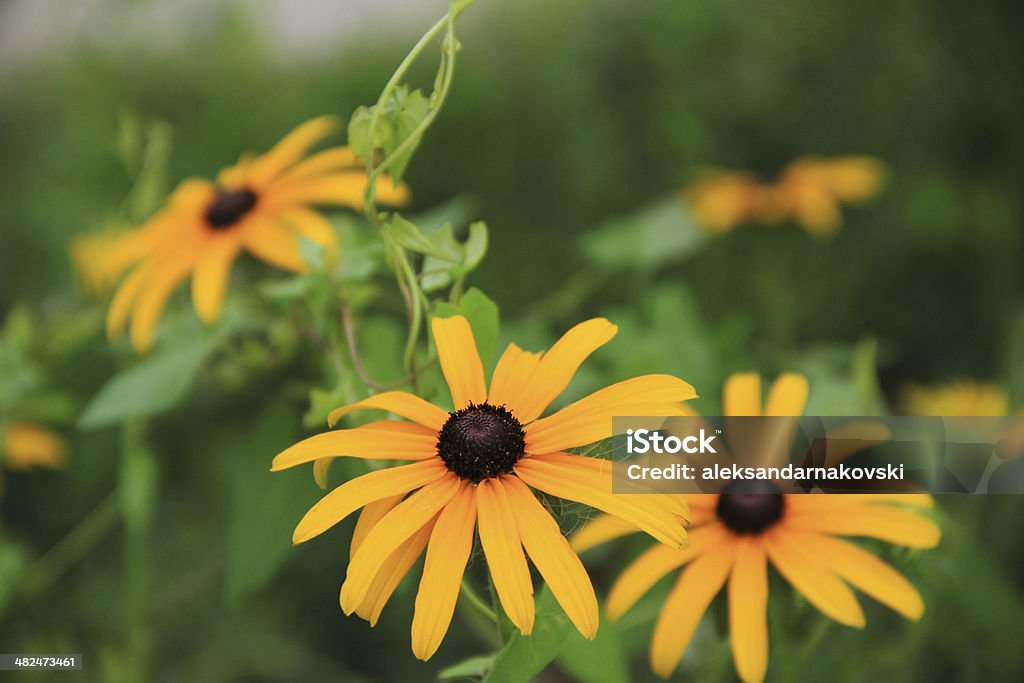 flowers Beauty In Nature Stock Photo